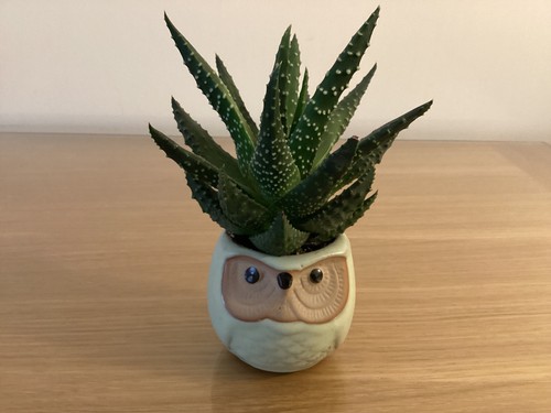 Haworthia zebra plant the - haworthia, in