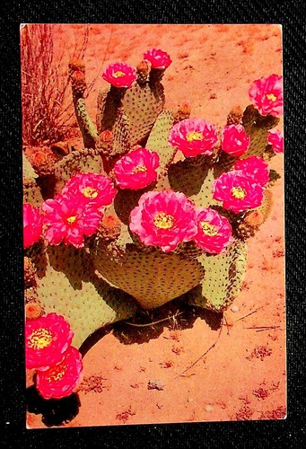 Postcard beaver tail cactus - beaver,