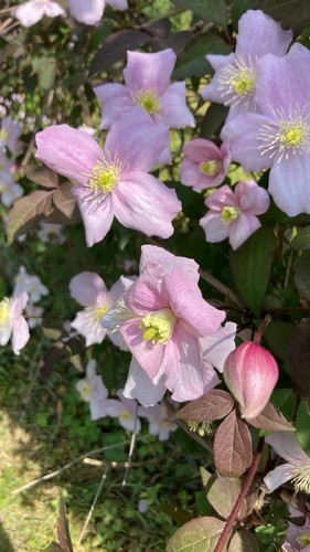 Organically grown climbing - grown,