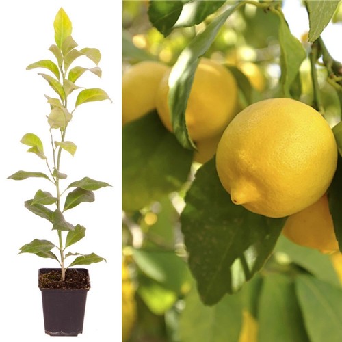 Lemon citron citrus tree fruit - lemon,