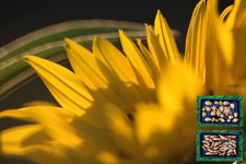 Jerusalem Artichoke Helianthus