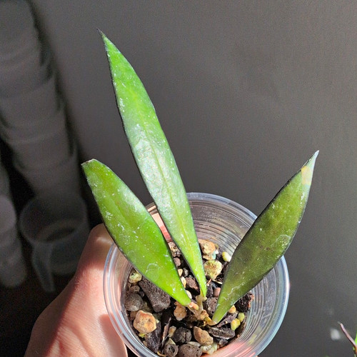 Hoya noid sumatra rare - hoya,
