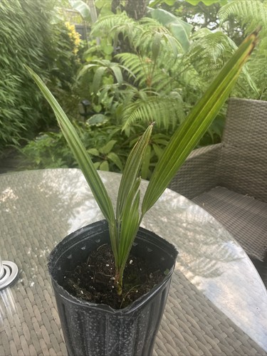 Trachycarpus wagneria 1 x - -,