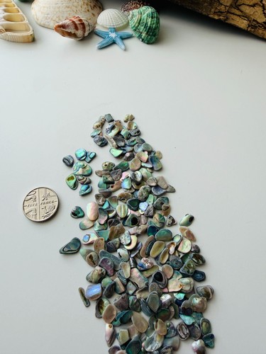 Abalone paua shell pieces - shell,
