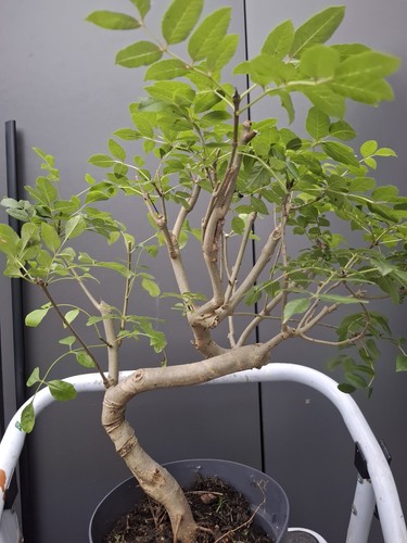 Part trained yamadori - part,