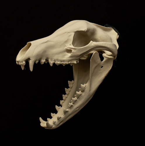Thylacine skull replica life - thylacine,