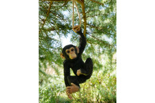 Hanging Monkey Ornament