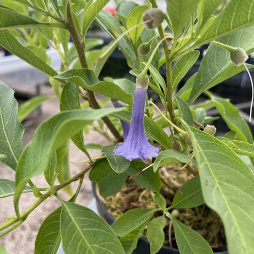 Iochroma australe syn - iochroma,