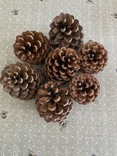 (11-12 cm) 7 Large Pine Cones