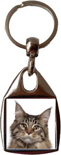 Maine coon cat pet - cat,