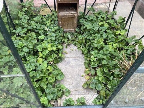 Lots strawberry plants - of,