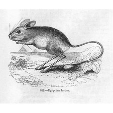 Egyptian Jerboas - Antique