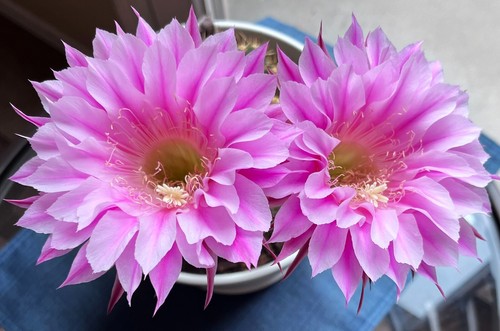 Unique hybrid echinopsis - unique,