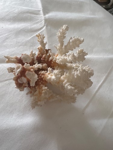 Vintage white marine coral - vintage,
