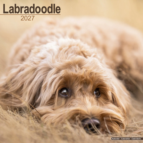 Labradoodle 2027 calendar - calendar, |