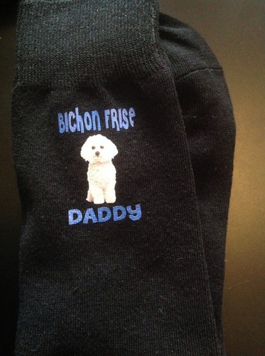Bichon frise daddy - frise,