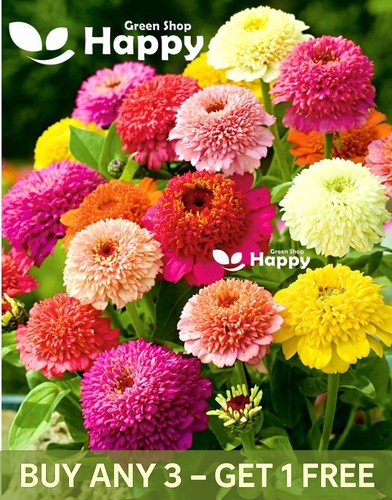 Zinnia scabiosa flowered 180 - zinnia,