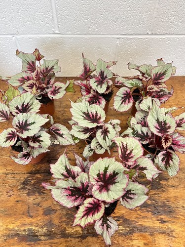 Begonia evening glow - begonia, glow’
