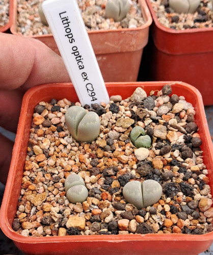 Lithops optica c294 - ex,
