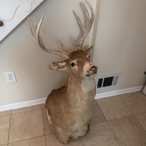 Beautiful deer head shoulder - head,