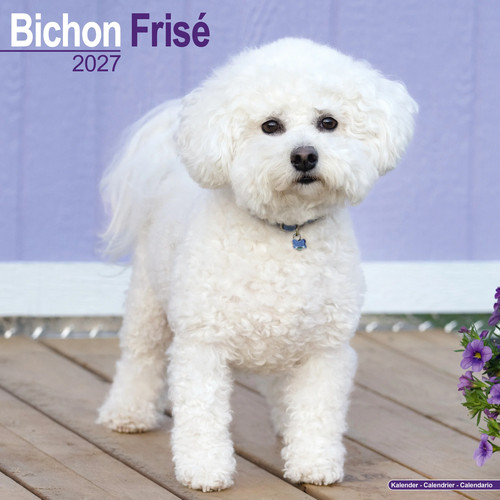 Bichon frise 2027 - 2027, |