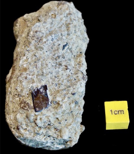 Fossil fish scale hastings - fish,
