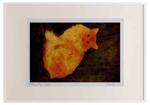 458042 maine coon red - 458042,