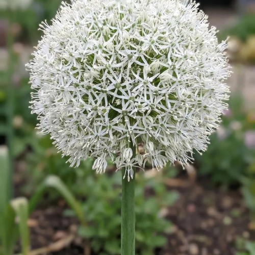 Allium mount everest - mount, bulbs