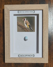 Framed British Birds Eggs