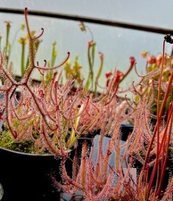 Drosera Binata (carnivorous