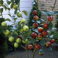Fruit Tree, Apple Patio Duo