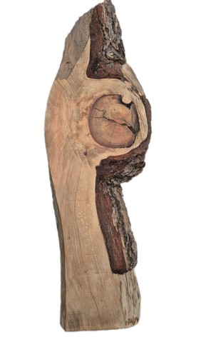 Sculptural english oak live - oak,