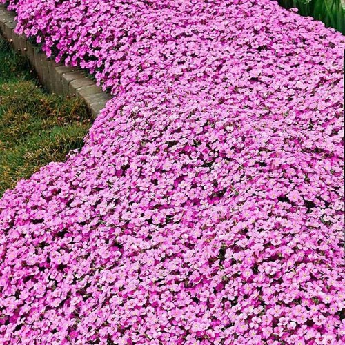 Arabis rosea pink - 6,