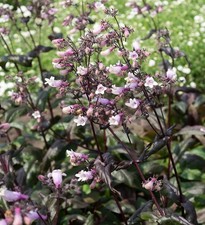 Penstemon "Dark Towers" seeds