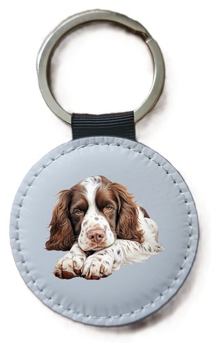 English springer spaniel - springer,