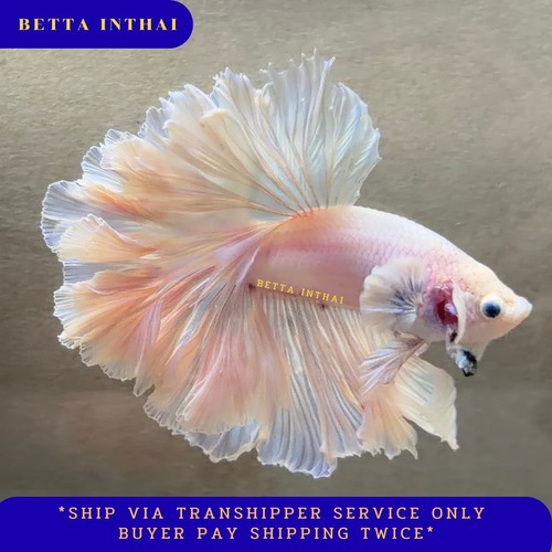 Peach opal rosetail - peach,
