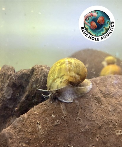 Captive bred apple snail - 5,