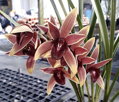 Cymbidium aussie dreamtime - cymbidium,