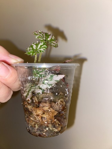 Begonia benitochiba rooted - 'benitochiba',