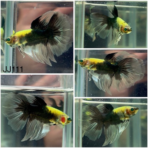 Male betta live fish koi - betta,