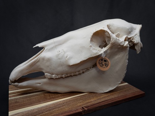 Life size horse skull replica - life,