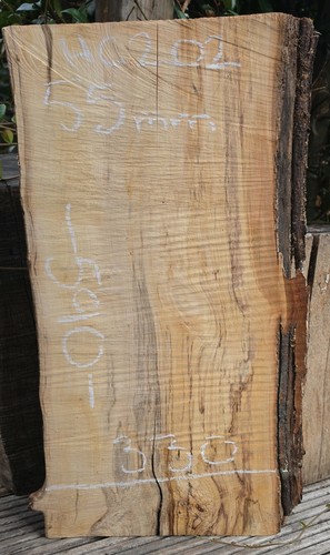 Spalted chestnut live - spalted, edge