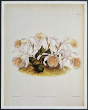 Botany Orchids Pleione humilis Tricolor Reproduction Nugent Fitch