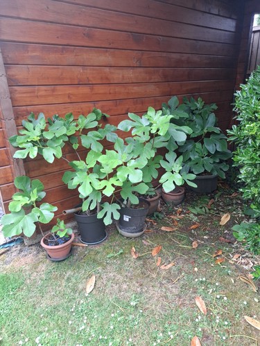 Fig tree brown turkey hardy - fig,