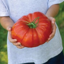 Giant Tomato 'Gigantomo'