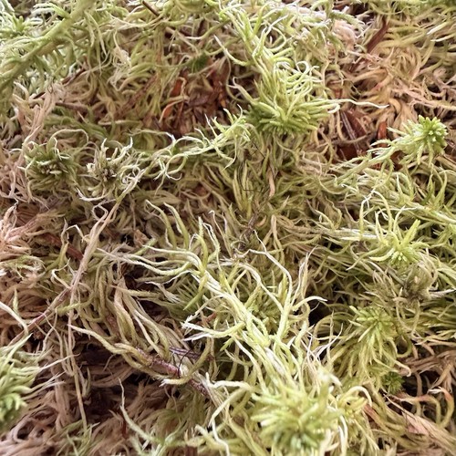Welsh sphagnum moss - moss, isopods