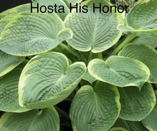 “SALE”  Hosta His Honor X