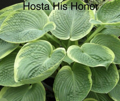 Sale hosta his honor - hosta, x