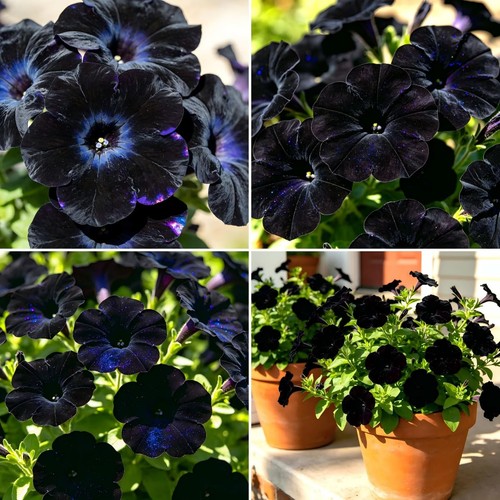 Carpetc 300 black petunia - carpetc, 300+