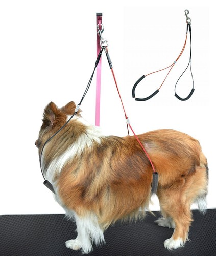 Dog grooming loop sit - dog, no